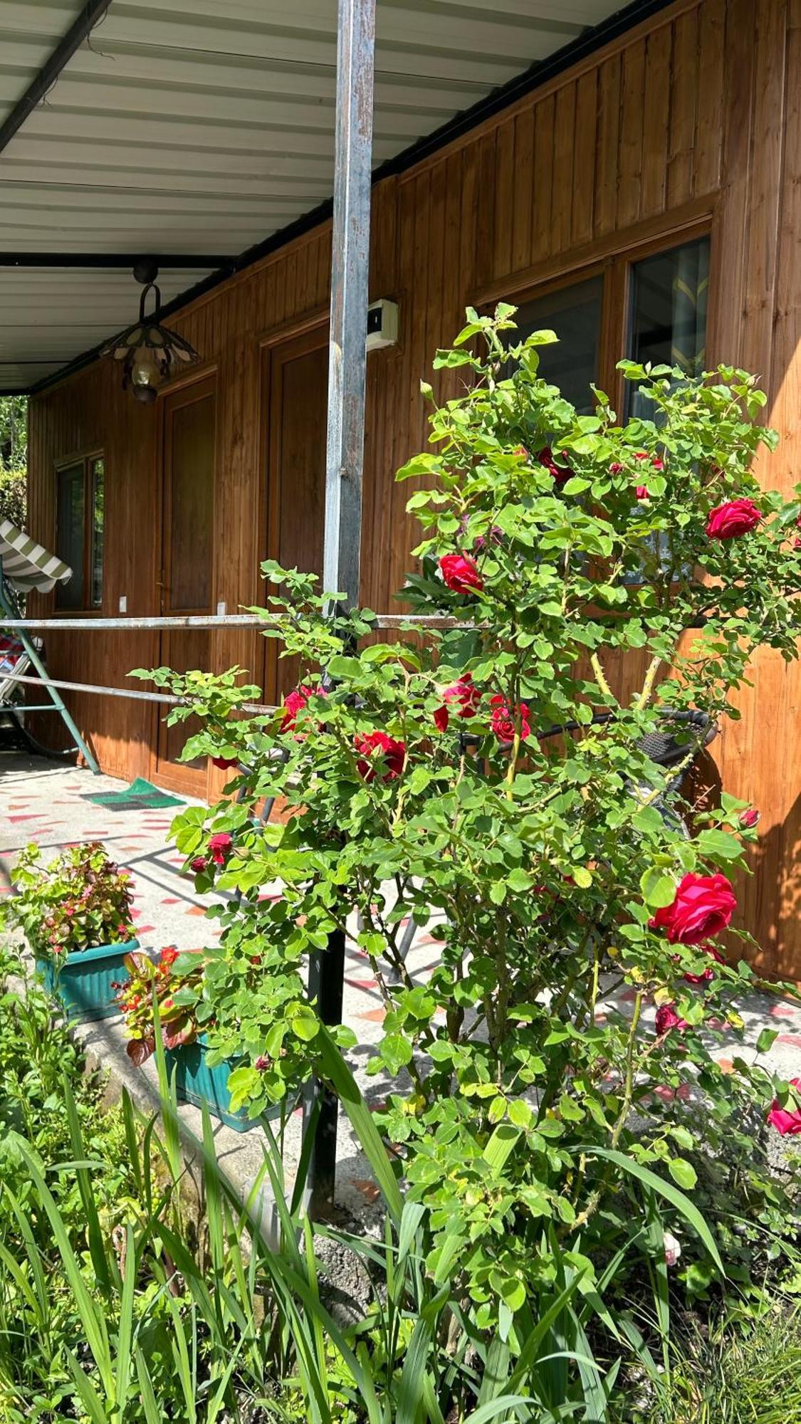 Ludwig Guesthouse Лаґодехі Екстер'єр фото